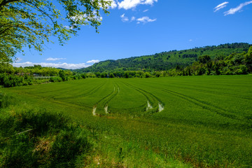 Champ de blé au printemps. Provence, Luberon, France. 