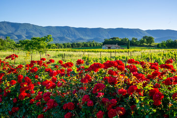 Paysage de Provence au printemps: les vignobles, les rosiers rouge, montagne Luberon en arrière...