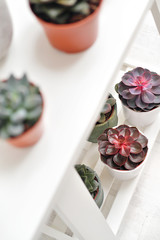 Green plants in cement concrete and white pots, colored succulents, stand on white table and shelf. The concept of florist and flower shop.