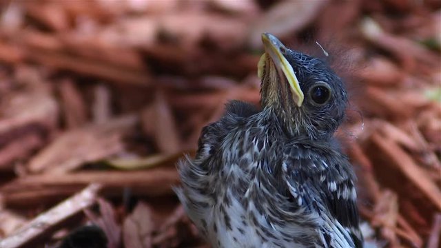 Baby mockingjay bird sits in nest observing the world around him.