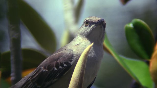 Mockingjay bird sings in tree and attacks plant life on branch.