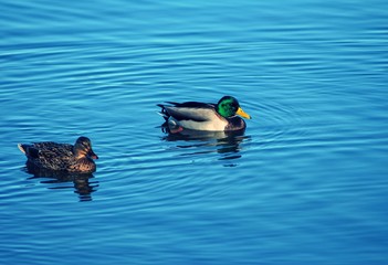 Mallory Ducks floating in pond, with ripples in blue water 