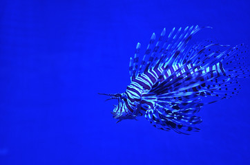Lionfish under water