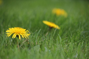 three yellow dandelion flowers closeup in the meadow in springtime