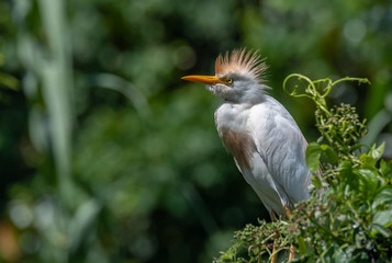 Fototapeta premium Cattle Egret 