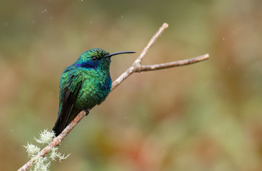  Hummingbird in Costa Rica