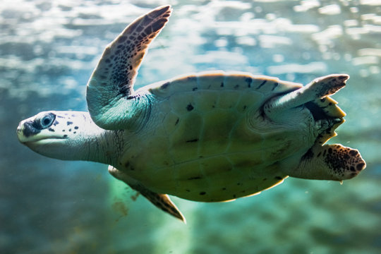 Tartaruga marinha nadando