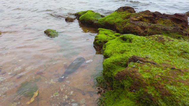 Glass thrown in the sea. Environmental problem.