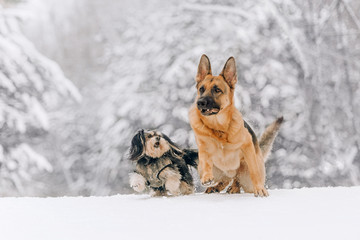 Two dogs running in winter