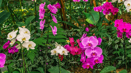 Beautiful orchids background