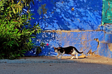 Cat and blue wall