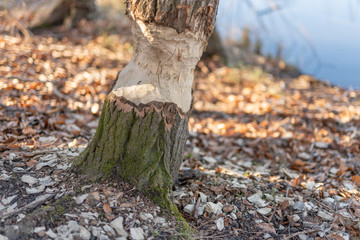 Bieber  Fraßspuren am  großen Rathsburgsee in Brandenburg