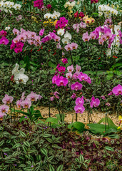 Fototapeta na wymiar Beautiful orchids background