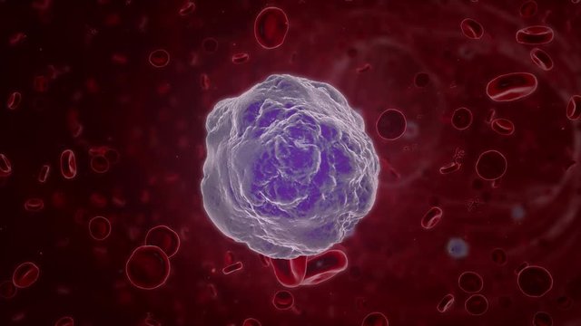 A white blood cell (leukocyte) in a blood stream with erythrocytes and blood platelets. Leukocytes are major contributors to our immune systems and health.