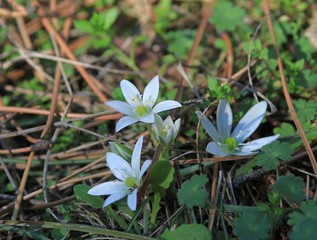 Flowers Ornithogalum closeup