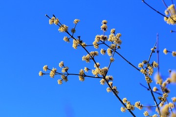 The branches of a flowering Cornus mas