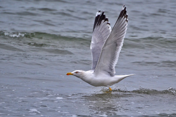 Seagull is taking off. Closeup
