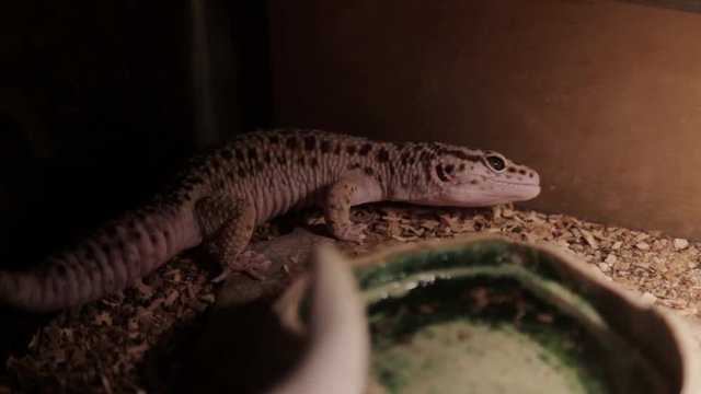 A leopard gecko scratches its face on its enclosure.