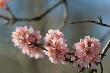 The branches of a flowering almond