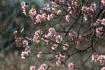 The branches of a flowering almond