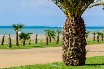 Sabal palmetto (Cabbage palmetto) on the Black Sea coast
