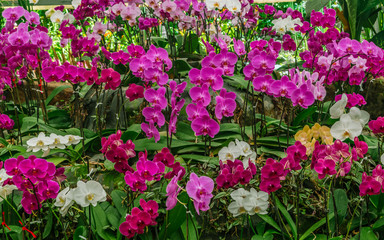 Obraz na płótnie Canvas Beautiful orchids background
