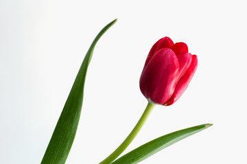 Red tulip isolated on white background.