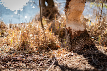Bieber  Fraßspuren am  großen Rathsburgsee in Brandenburg