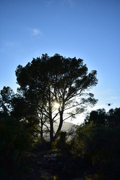 arbol