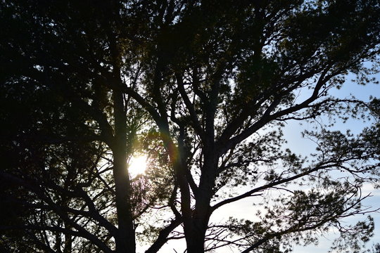arbol