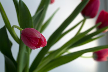 Bouquet of red tulips.