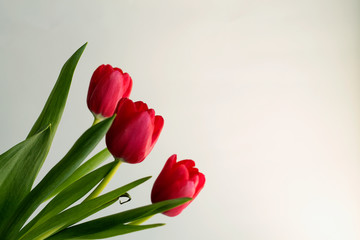 Bouquet of tulips on white background.