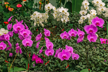 Beautiful orchids background