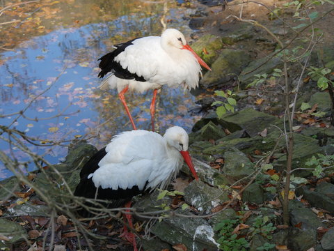 St&ouml;rche am Teich