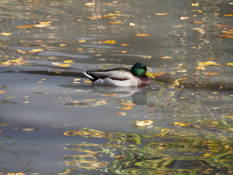 Enten im Herbstteich