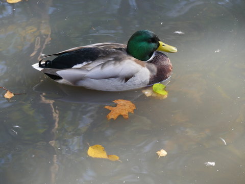 Enten im Herbstteich