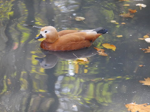 Enten im Herbstteich