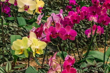 Beautiful orchids background