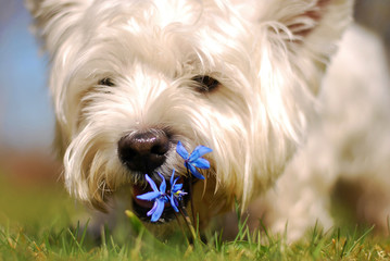 west highland white terrier and flower