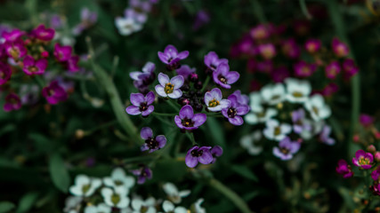 Fototapeta na wymiar Tiny purple and white flowers