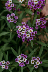 Tiny purple and white flowers