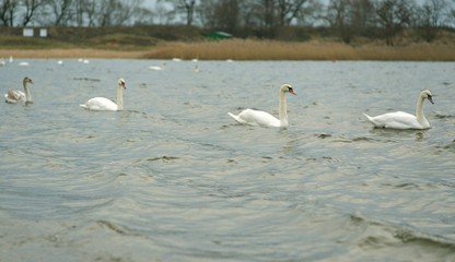 swans