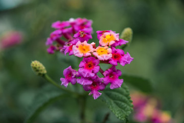 Bunch of tiny yellow and pink flowers