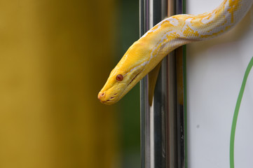 white patterned albino snake