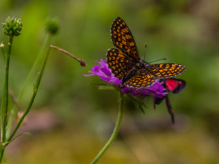 Colorfull butterflies on flower