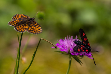 Colorfull butterflies on flower