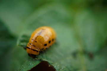 Insekt - Kartoffelkäferlarve