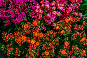 Obraz premium Colorful flowers pattern
