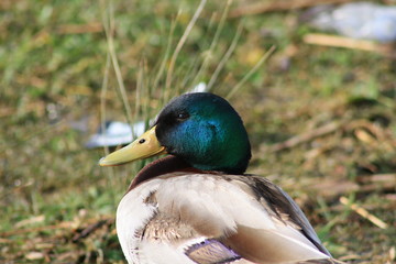 anatra nel lago di castel gandolfo, roma, lazio