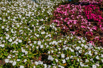 Obraz premium Colorful flowers background